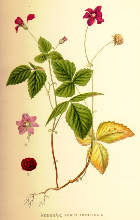 Arctic raspberry (Rubus arcticus)
