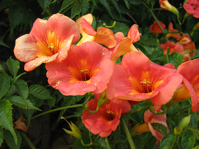 Chinese trumpet vine (Campsis grandiflora)