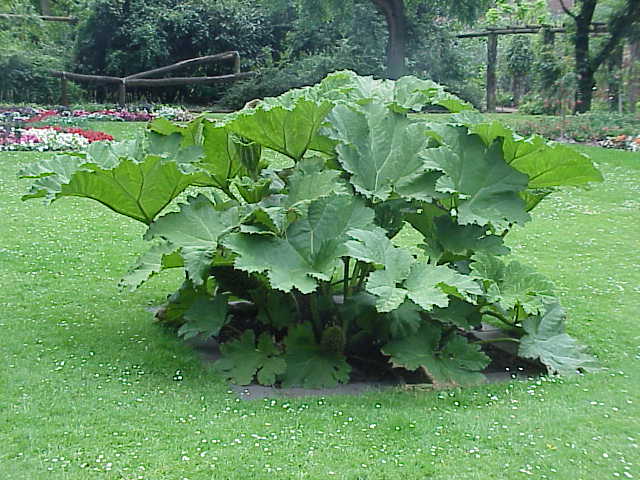 Giant rhubarb (Gunnera manicata)