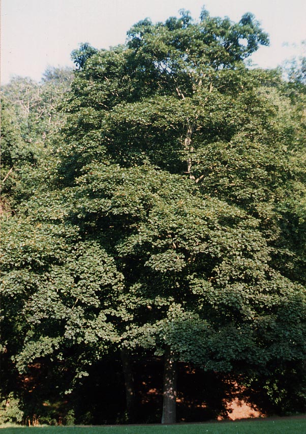 Sycamore (Acer pseudoplatanus)