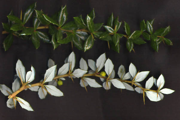 Warty barberry (Berberis verruculosa)
