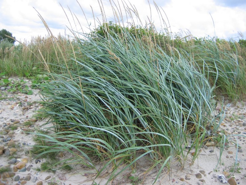 Lyme grass (Leymus arenarius)