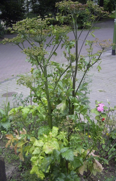 Wild parsnip (Pastinaca sativa)