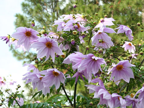 Tree dahlia (Dahlia imperialis)
