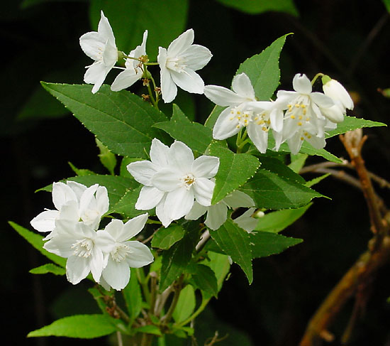 Slender deutzia (Deutzia gracilis)