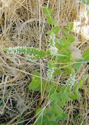 Apple mint (Mentha suaveolens)