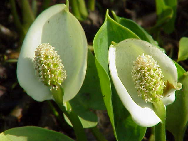 Bog arum (Calla palustris)