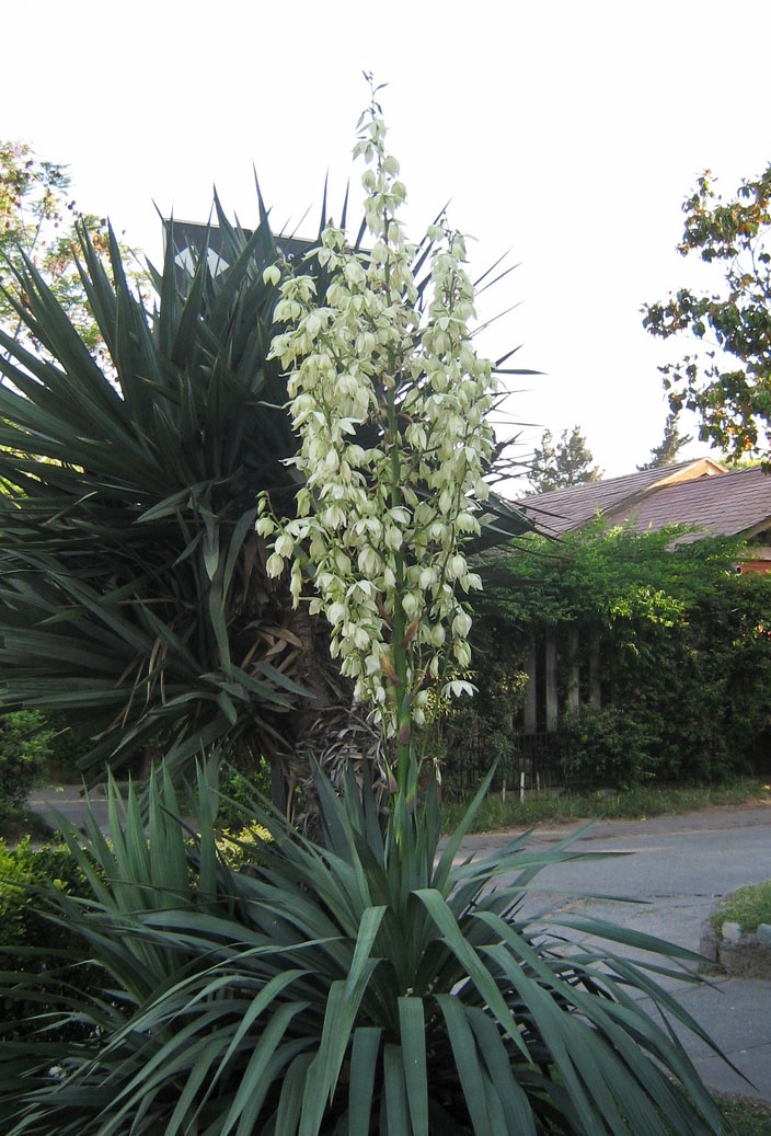 Spanish dagger (Yucca gloriosa)