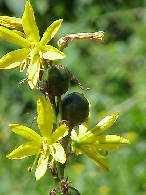 King’s spear (Asphodeline lutea)