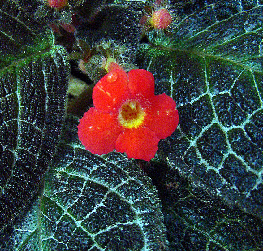 Flame violet (Episcia cupreata)