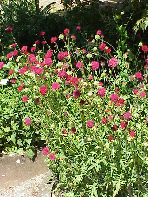 Macedonian scabious (Knautia macedonica)