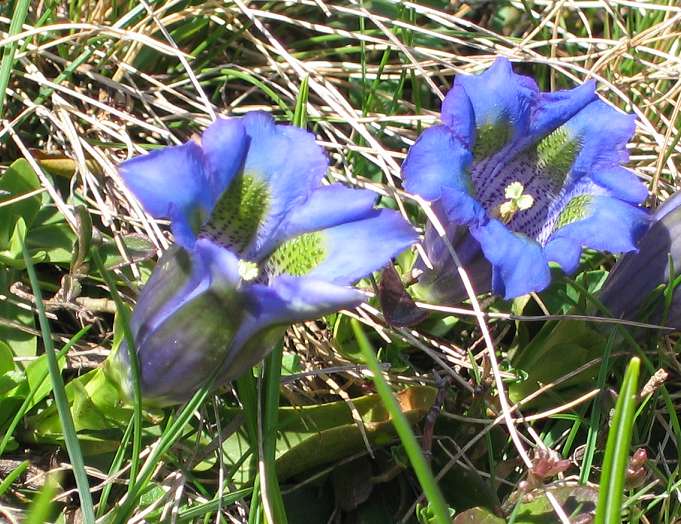 Trumpet gentian (Gentiana acaulis)