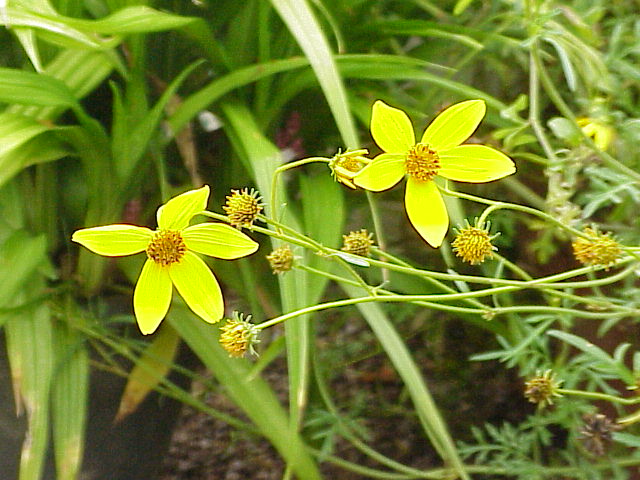 Bidens (Bidens ferulifolia)