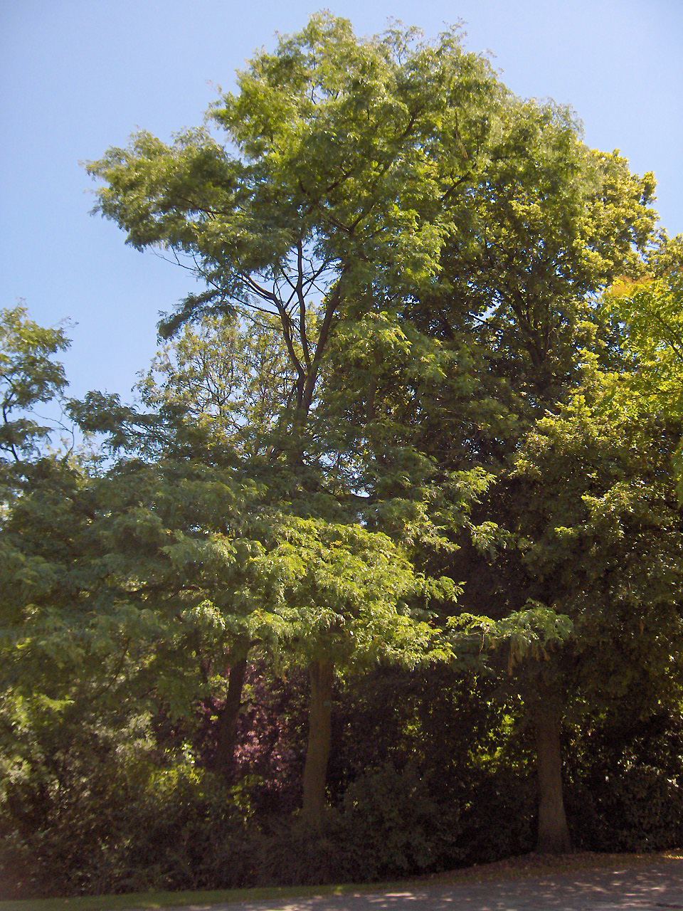 Honey locust (Gleditsia triacanthos)