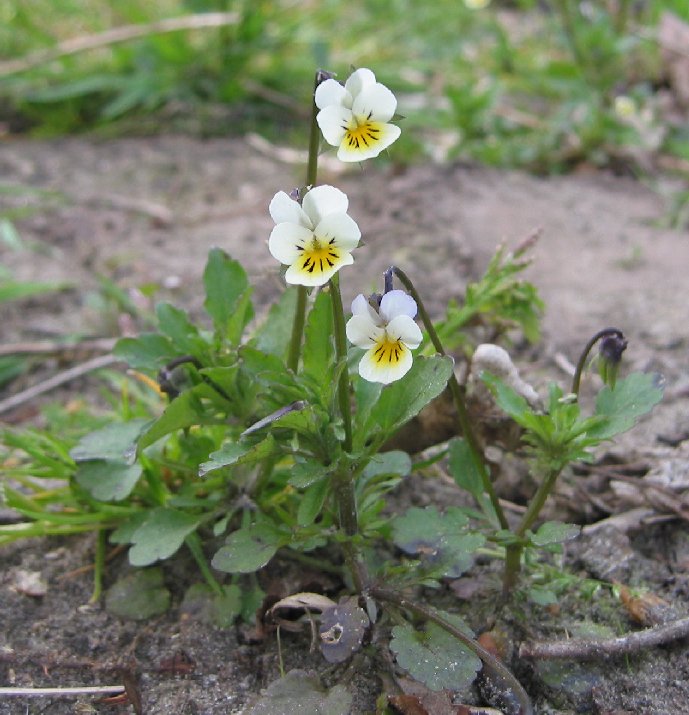 Akkerviooltje (Viola arvensis)