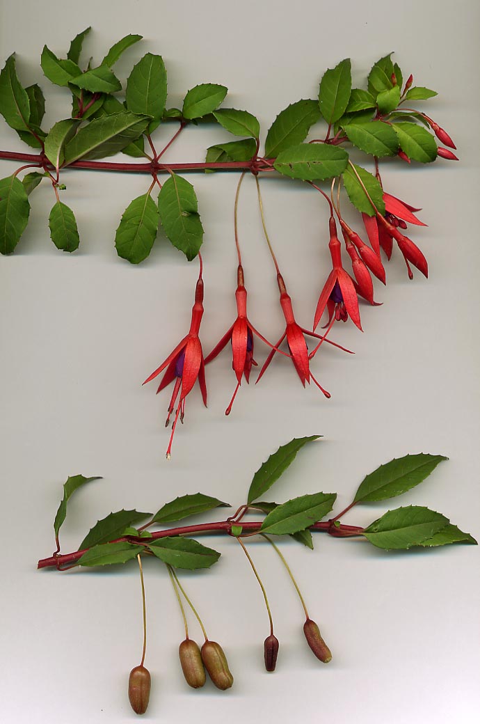Hardy fuchsia (Fuchsia magellanica)