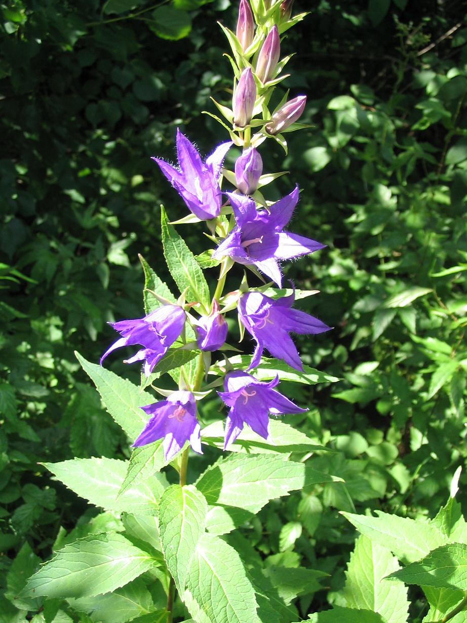 Giant bellflower (Campanula latifolia)