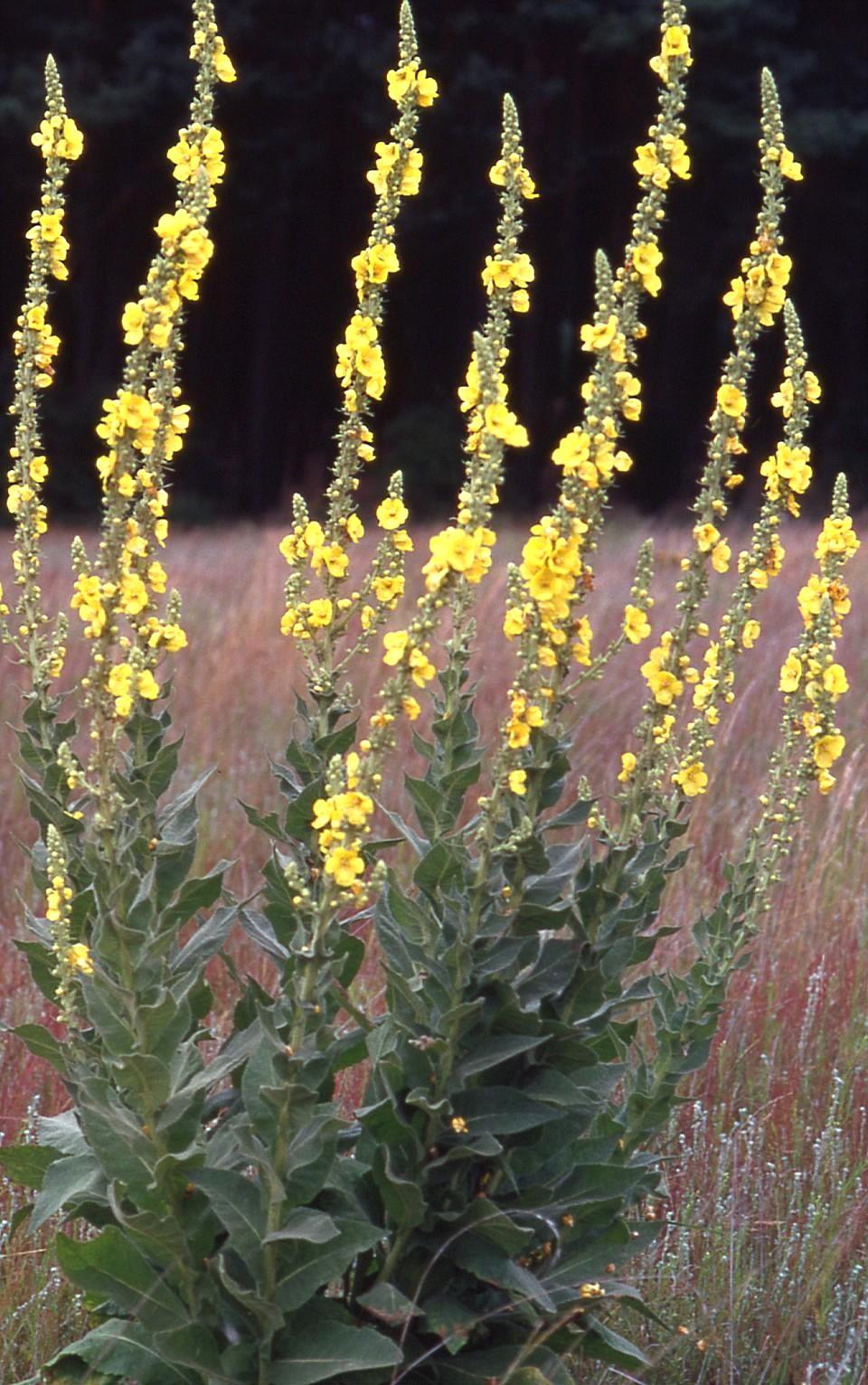 Dense-flowered mullein (Verbascum densiflorum)