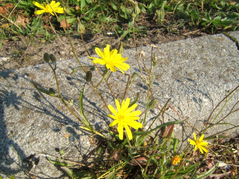 Autumn hawkbit (Scorzoneroides autumnalis)