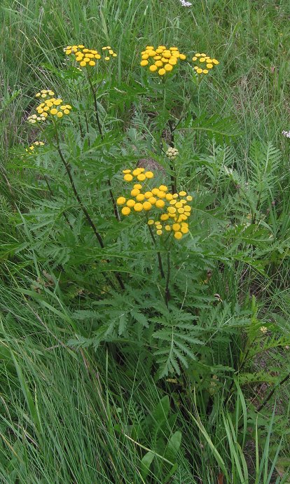 Tansy (Tanacetum vulgare)