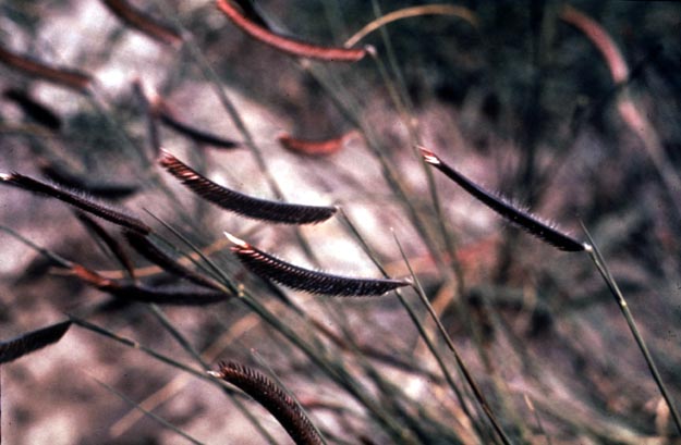 Blue grama (Bouteloua gracilis)