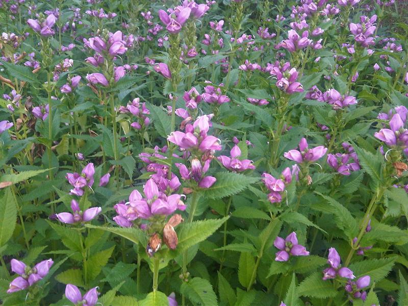 Rose turtlehead (Chelone obliqua)
