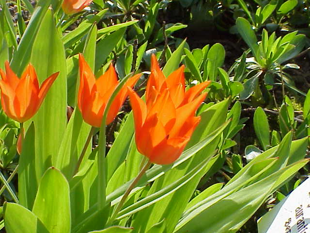 Leather-bulb tulip (Tulipa praestans)