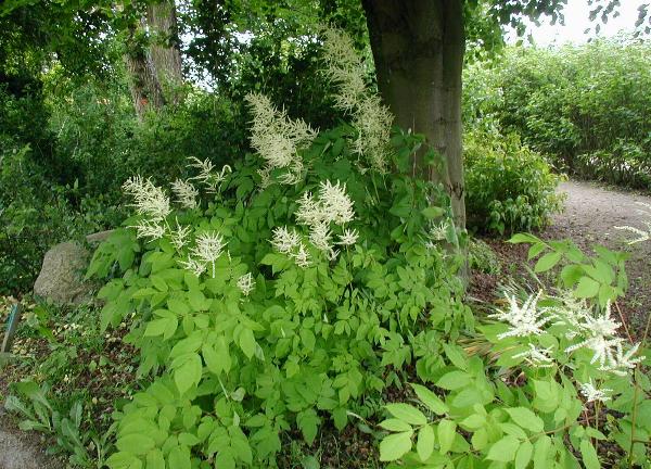 Barbe de bouc (Aruncus dioicus)