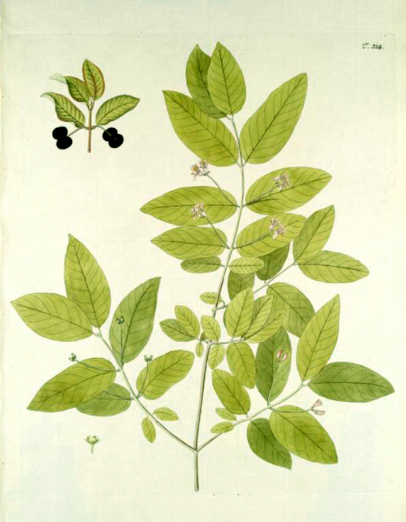 Zwarte kamperfoelie (Lonicera nigra)