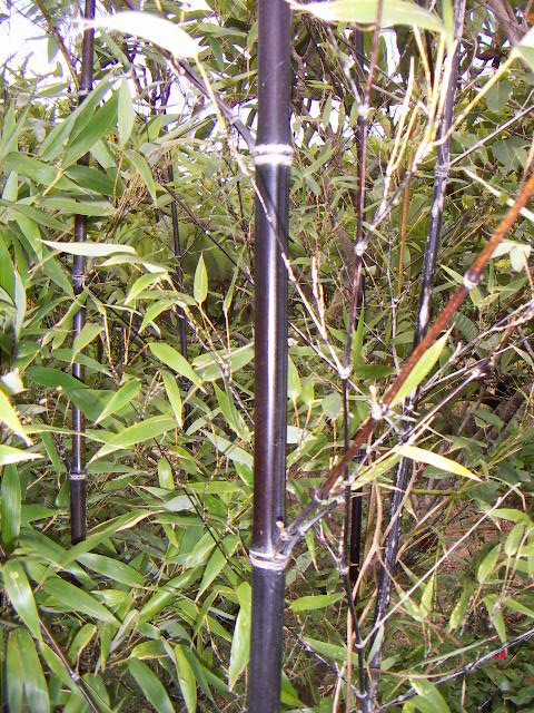 Bamboo (Phyllostachys)