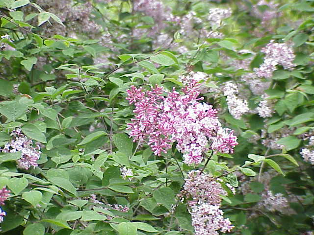 Lilas de Meyer (Syringa meyeri)