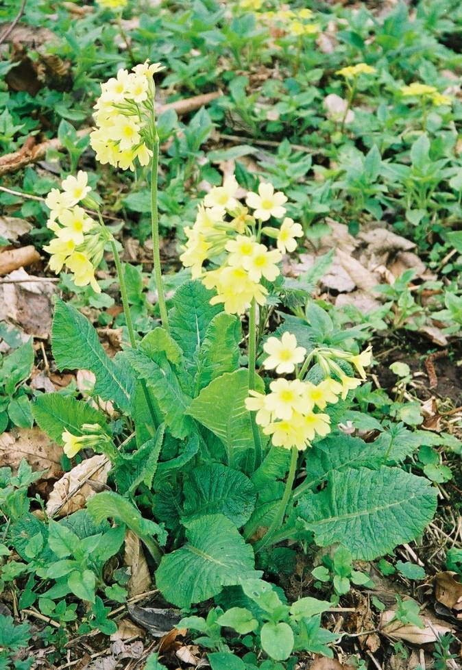 Oxlip (Primula elatior)