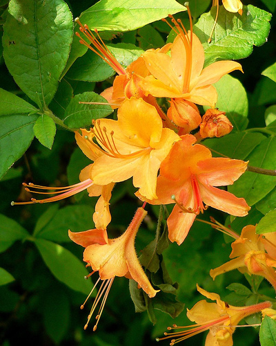 Flame azalea (Rhododendron calendulaceum)