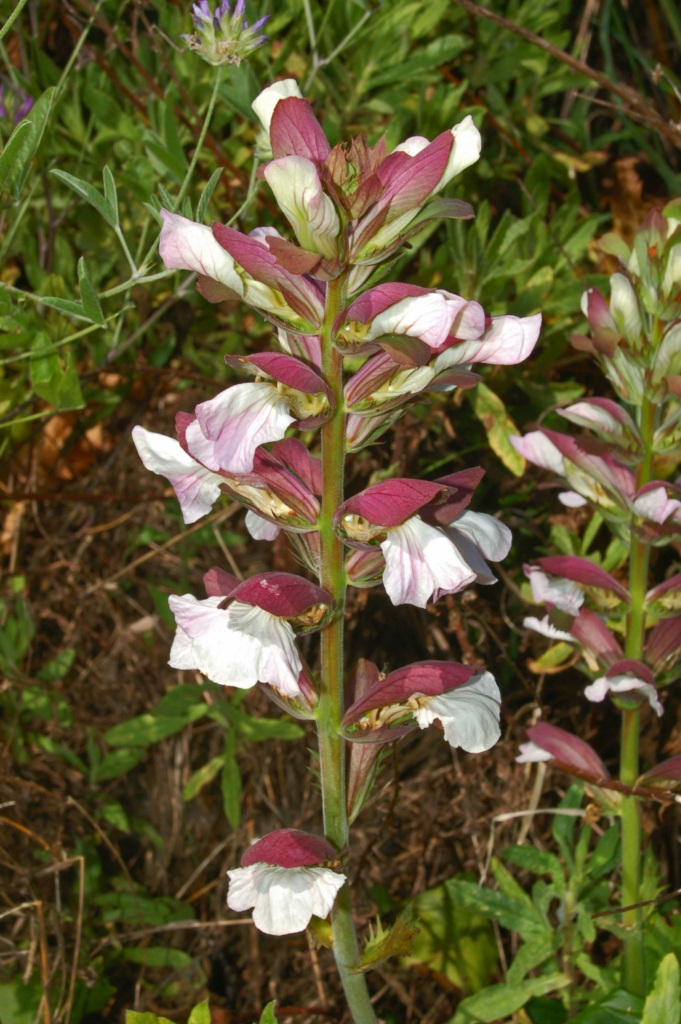 Bear’s breeches (Acanthus mollis)