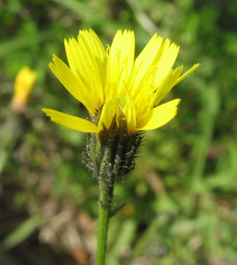 Picride fausse-épervière (Picris hieracioides)