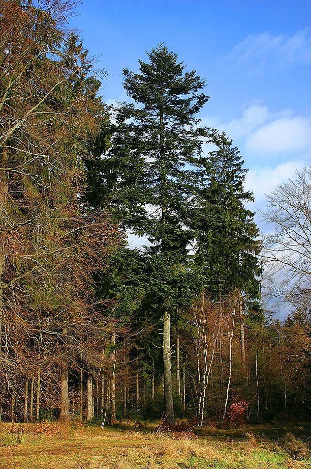 European silver fir (Abies alba)