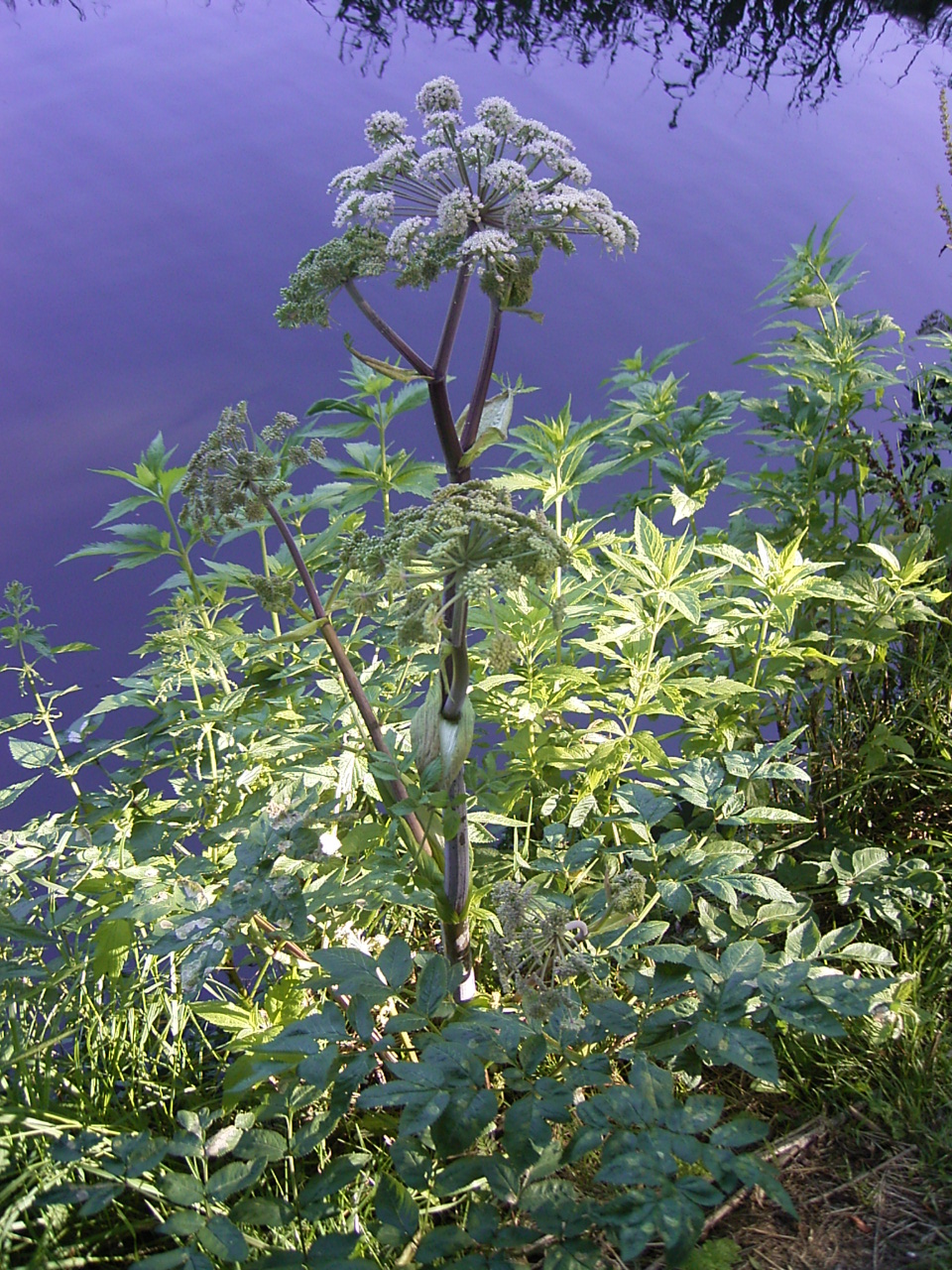 Angélique sauvage (Angelica sylvestris)