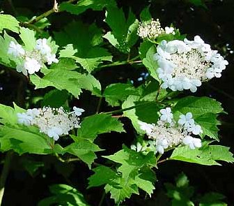 Guelder rose (Viburnum opulus)