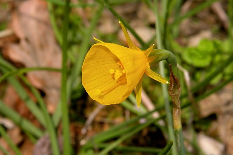Hoop-petticoat daffodil (Narcissus bulbocodium)