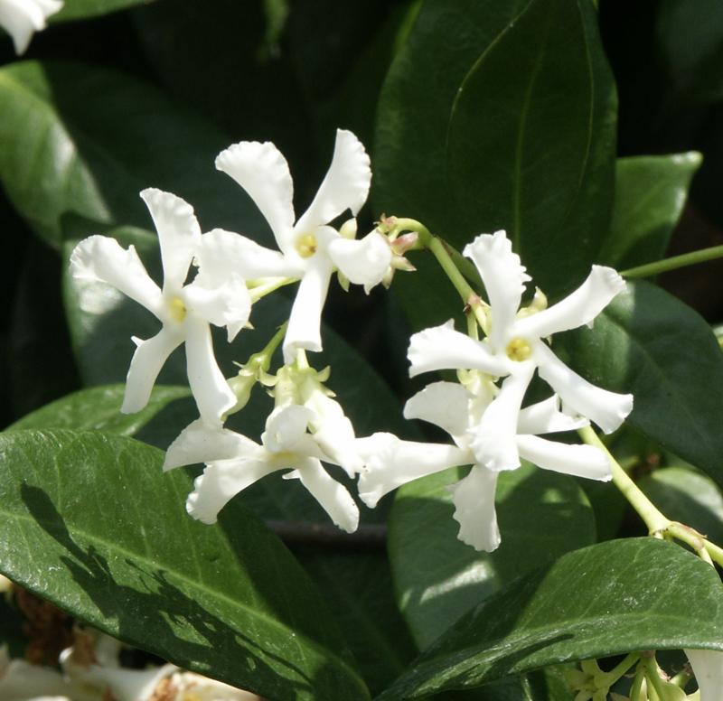 Star jasmine (Trachelospermum jasminoides)