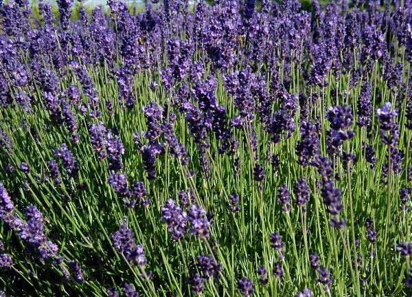 English lavender (Lavandula angustifolia)