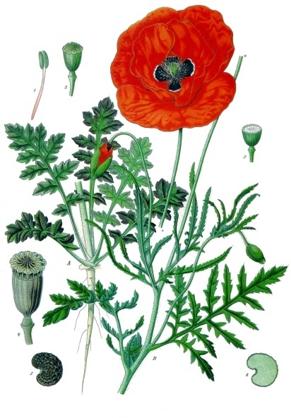 Common poppy (Papaver rhoeas)
