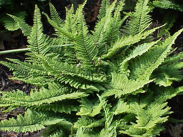 Soft shield fern (Polystichum setiferum)