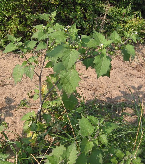 Zwarte nachtschade (Solanum nigrum)