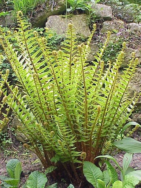 Male fern (Dryopteris filix-mas)
