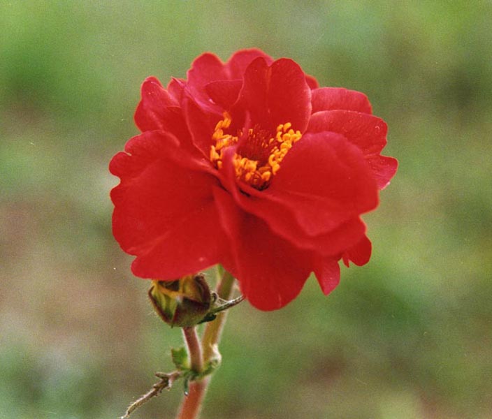 Chilean avens (Geum quellyon)
