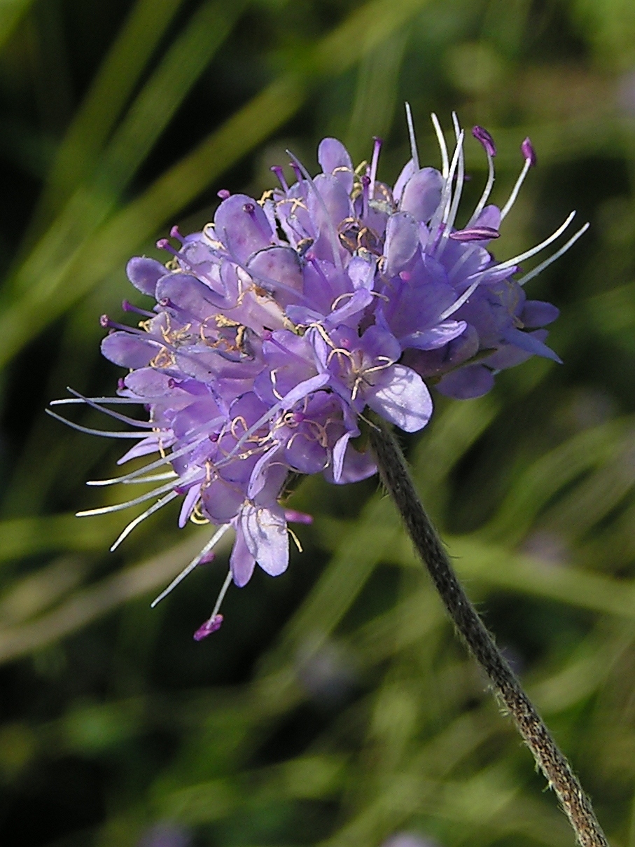Devil's-bit scabious (Succisa pratensis)