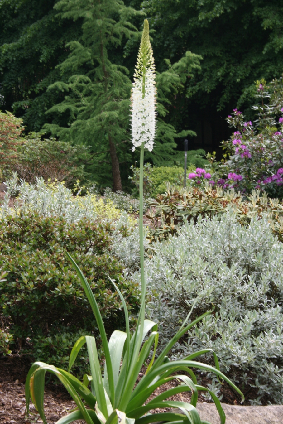 Himalayan desert candle (Eremurus himalaicus)