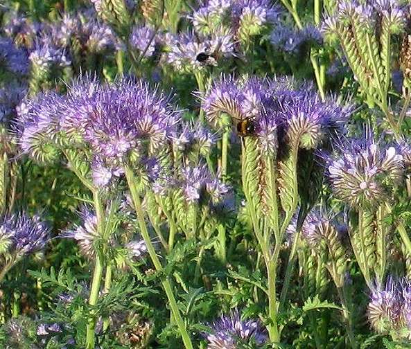Lacy phacelia (Phacelia tanacetifolia)