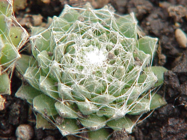 Spinnenwebhuislook (Sempervivum arachnoideum)